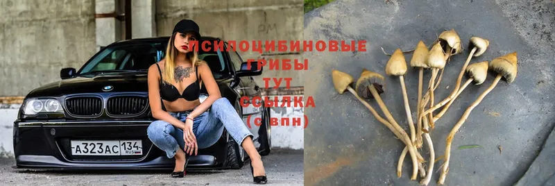 Псилоцибиновые грибы Psilocybe  Хотьково 